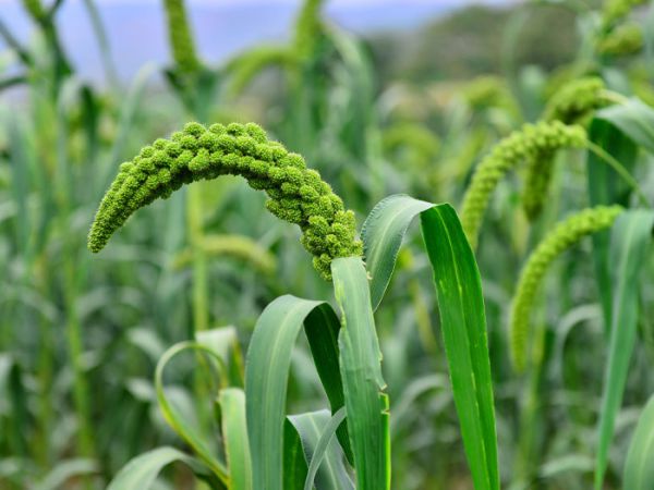 如何使用有機(jī)肥--微生物菌肥？